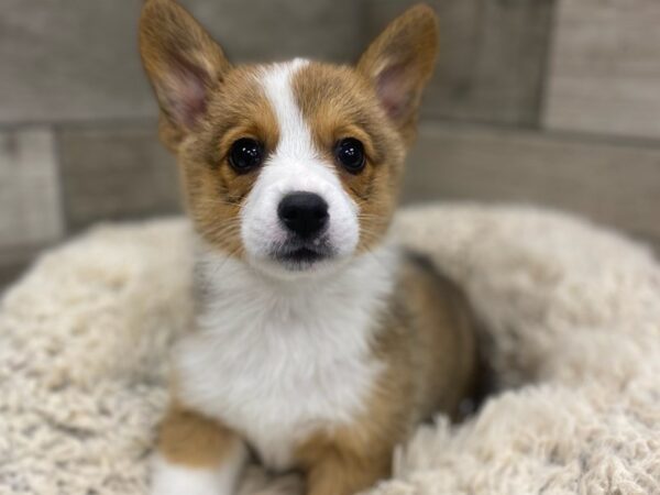 Pembroke Welsh Corgi-DOG-Male-Red & White-8939-Petland San Antonio, TX