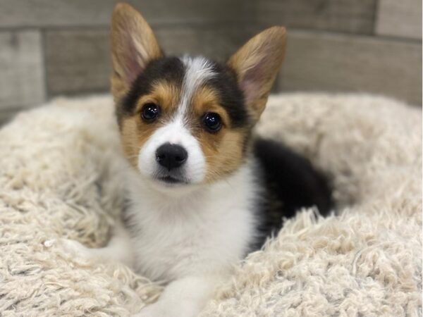Pembroke Welsh Corgi-DOG-Male-Black Tan & White-8940-Petland San Antonio, TX