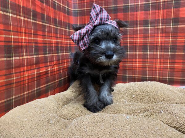 Min Schnauzer DOG Female slt & ppr 6076 Petland San Antonio, TX