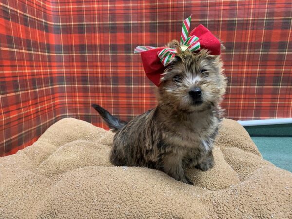 Cairn Terrier-DOG-Female-whtn-6077-Petland San Antonio, TX