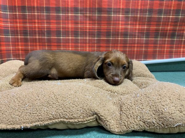 Dachshund DOG Male rd/tn mkgs 6079 Petland San Antonio, TX