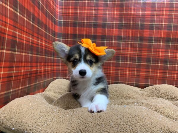 Pembroke Welsh Corgi-DOG-Female-blk & tn wh mkgs-6080-Petland San Antonio, TX