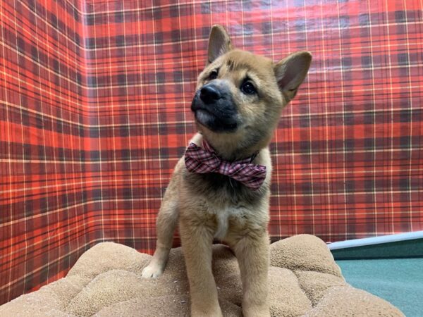Shiba Inu-DOG-Male-rd-6084-Petland San Antonio, TX