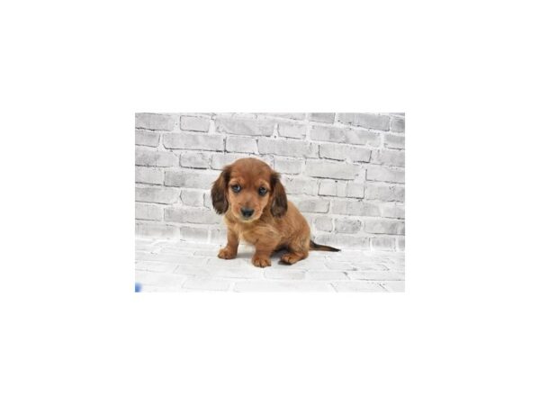 Dachshund-DOG-Male-Red-6085-Petland San Antonio, TX