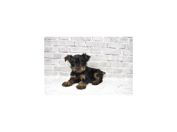 Yorkshire Terrier DOG Male Black and Tan 6087 Petland San Antonio, TX