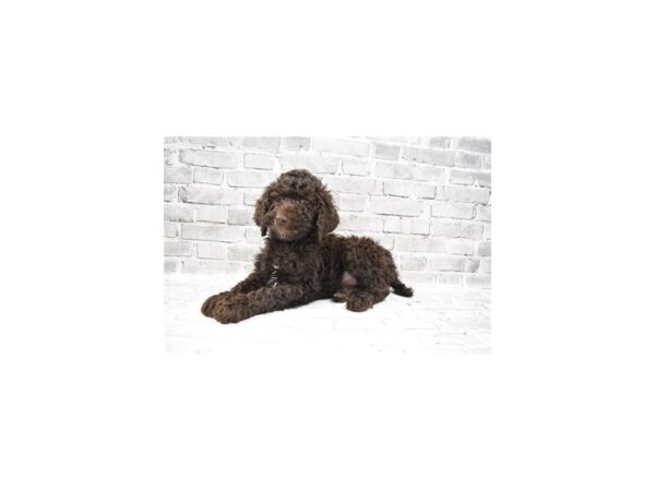 Standard Poodle-DOG-Male-Brown-6086-Petland San Antonio, TX