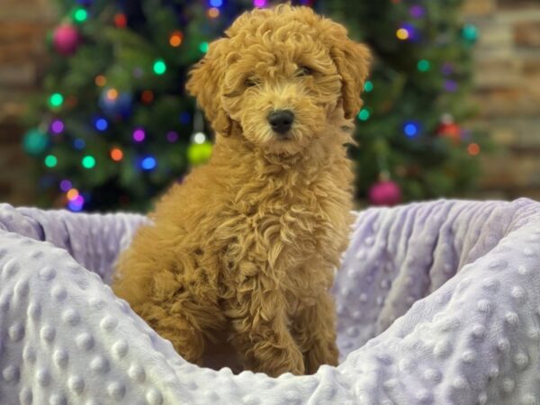 Mini Goldendoodle 3rd Generation DOG Female Apricot 8959 Petland San Antonio, TX