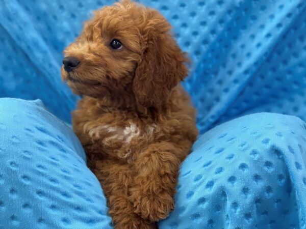 F1B Mini Goldendoodle DOG Male Apricot 8958 Petland San Antonio, TX