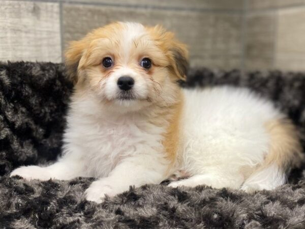 Papitese DOG Female Brown & White 8941 Petland San Antonio, TX