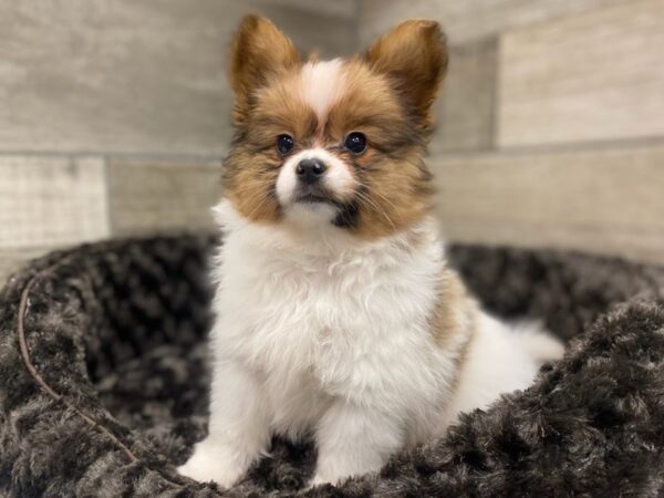 Papillon-DOG-Male-Brown & White-8942-Petland San Antonio, TX