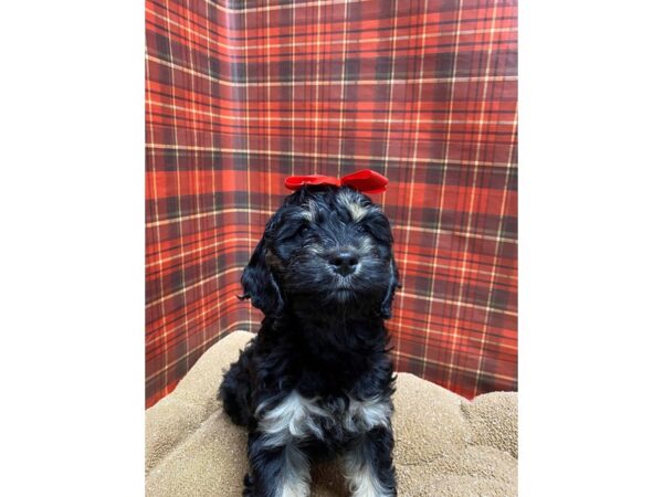 Cockapoo DOG Female choc 6099 Petland San Antonio, TX