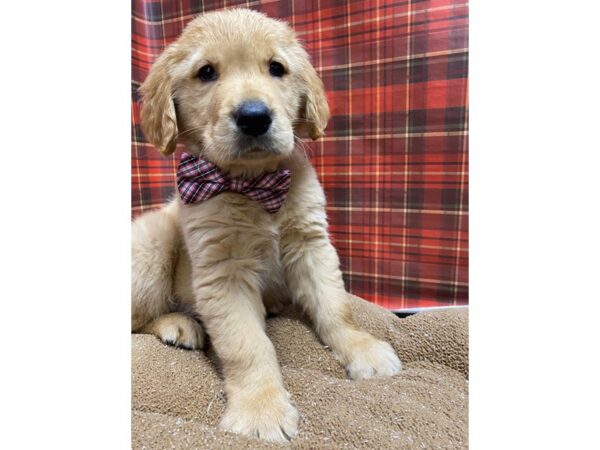 Golden Retriever-DOG-Male-gldn-6098-Petland San Antonio, TX