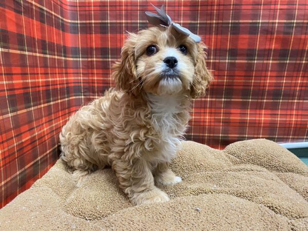 Cavachon-DOG-Female-gld-6097-Petland San Antonio, TX