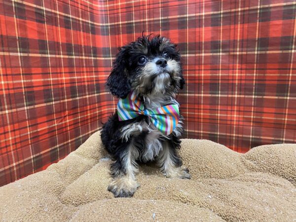 Cavapoo-DOG-Male-blk & tn-6096-Petland San Antonio, TX