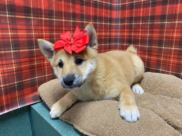 Shiba Inu DOG Female rd & wh 6095 Petland San Antonio, TX