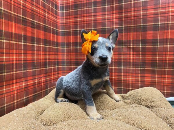 Australian Cattle Dog-DOG-Female-bl-6092-Petland San Antonio, TX