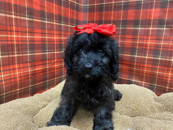 Doxipoo DOG Female blk sbl 6091 Petland San Antonio, TX