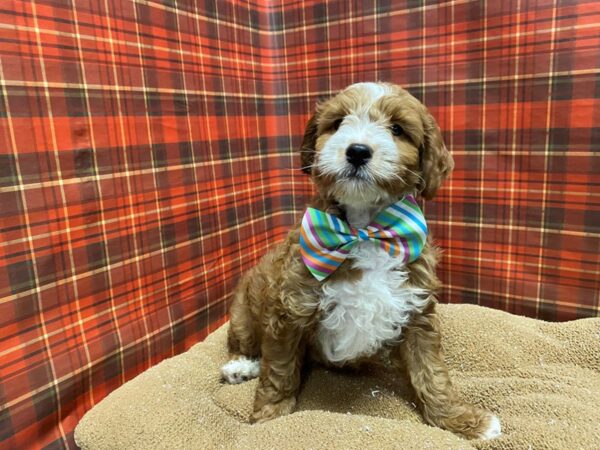 2nd Generation Mini Goldendoodle DOG Male rd, wh mkgs 6090 Petland San Antonio, TX