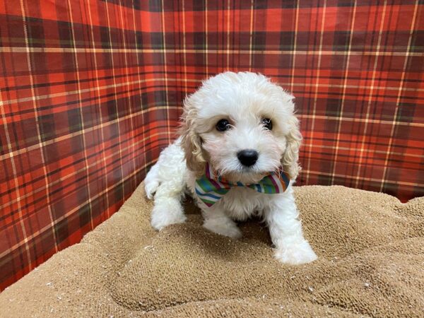 Cavachon-DOG-Male-wh & apct-6088-Petland San Antonio, TX