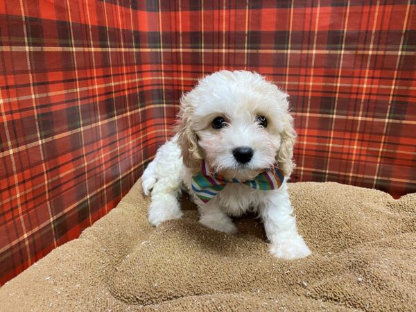 Cavachon DOG Male wh & apct 6088 Petland San Antonio, TX