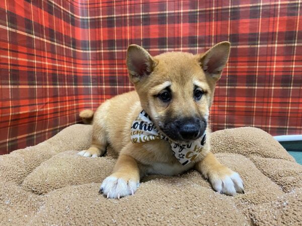 Shiba Inu-DOG-Male-rd & wh-6094-Petland San Antonio, TX