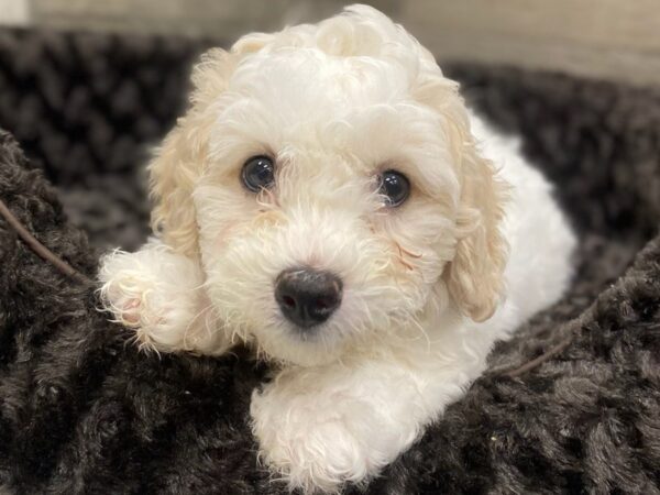 Bichonpoo-DOG-Male-White & Brown-8943-Petland San Antonio, TX