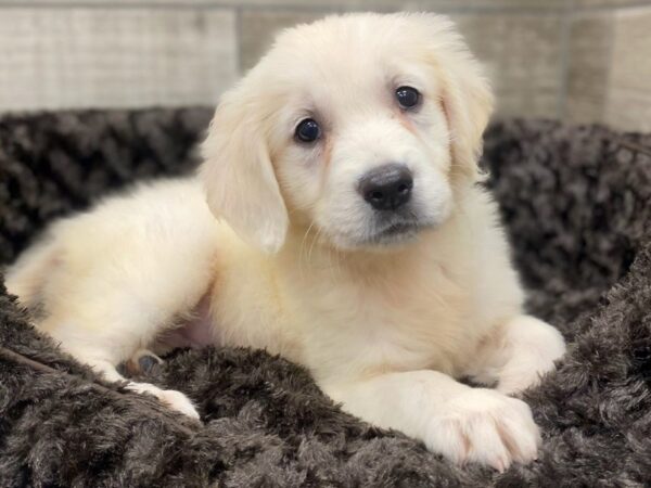 Golden Retriever-DOG-Female-Golden-8946-Petland San Antonio, TX