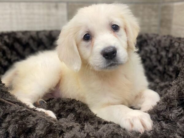 Golden Retriever DOG Female Golden 8946 Petland San Antonio, TX