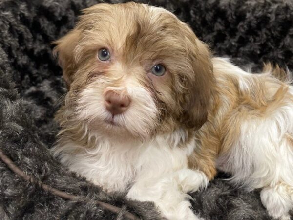 Havanese DOG Male Chocolate Sable & White 8949 Petland San Antonio, TX