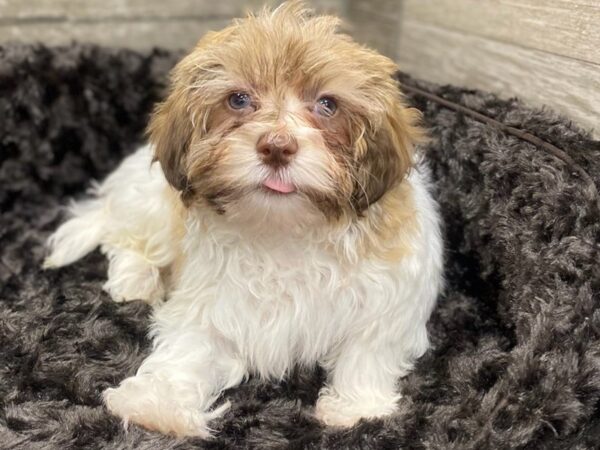 Havanese DOG Male Chocolate Sable & White 8950 Petland San Antonio, TX