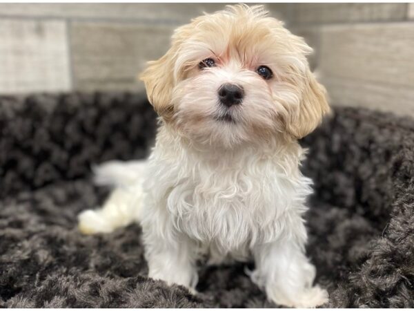 Havanese-DOG-Female-Cream & White-8951-Petland San Antonio, TX