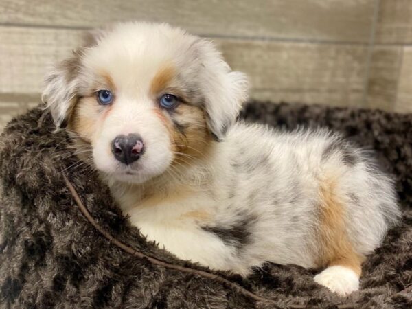 Australian Shepherd DOG Female Blue Merle 8953 Petland San Antonio, TX