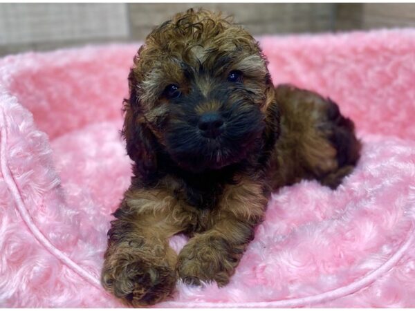 Cockapoo DOG Female Grizzled 8945 Petland San Antonio, TX