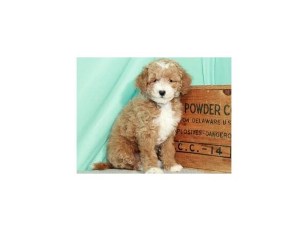 Miniature Goldendoodle-DOG-Female-Red-8947-Petland San Antonio, TX