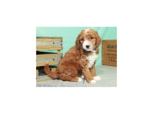 Miniature Goldendoodle-DOG-Male-Red-8948-Petland San Antonio, TX