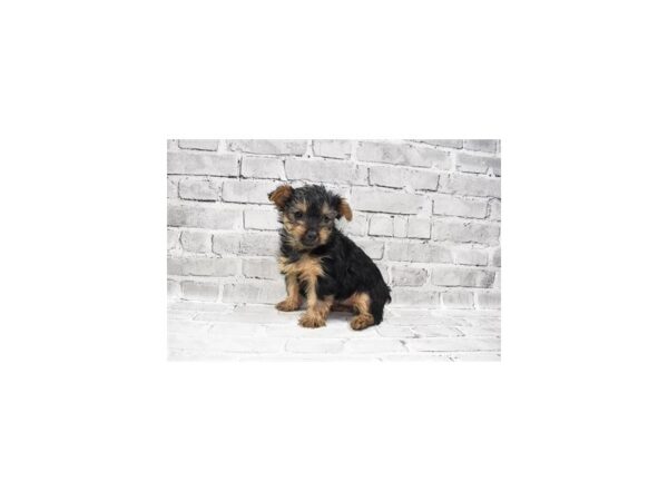 Yorkshire Terrier DOG Female Black and Tan 6111 Petland San Antonio, TX