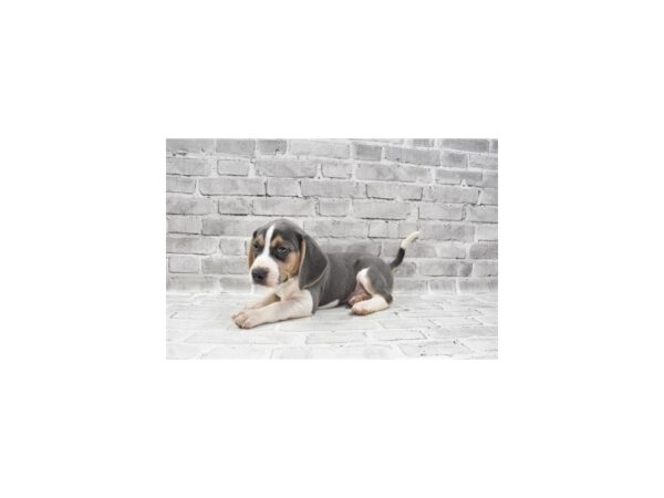 Beagle DOG Male Blue Tan and White 6107 Petland San Antonio, TX