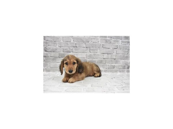 Dachshund DOG Male Red 6110 Petland San Antonio, TX