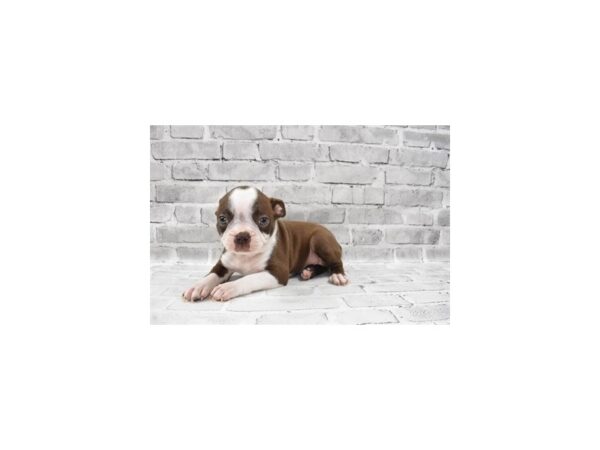 Boston Terrier DOG Male Seal and White 6108 Petland San Antonio, TX