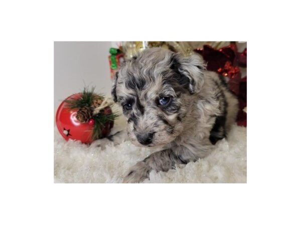 Aussiechon-DOG-Male-Blue Merle & White-8962-Petland San Antonio, TX