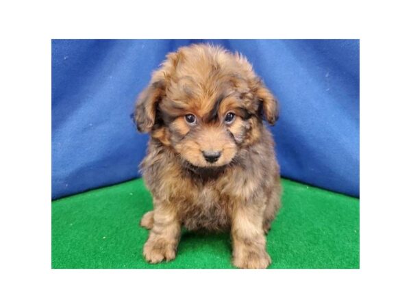 Pomapoo DOG Male Sable 8972 Petland San Antonio, TX