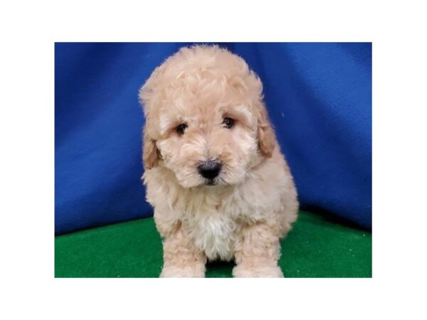 Miniature Poodle DOG Male Cream & White 8973 Petland San Antonio, TX