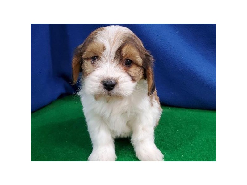 Cavachon Puppy White & Sable ID:8974 Located at Petland San Antonio, TX