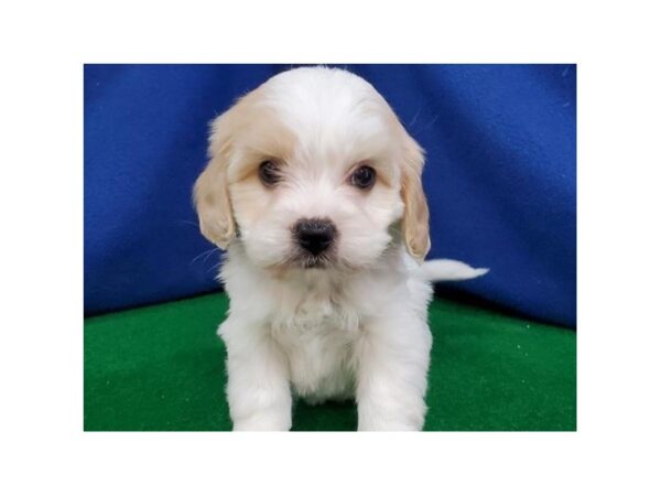 Cavachon DOG Female White & Buff 8975 Petland San Antonio, TX