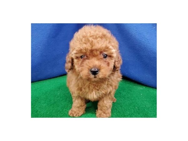 Miniature Poodle DOG Female Red 8976 Petland San Antonio, TX