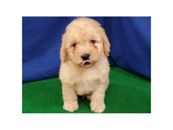 Shih Tzu / Lhasapoo-DOG-Male-Golden-8977-Petland San Antonio, TX