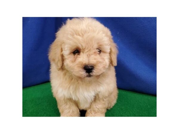 Shih Tzu / Lhasapoo-DOG-Male-Cream & White-8978-Petland San Antonio, TX