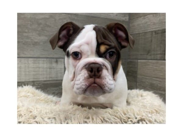 English Bulldog-DOG-Male-Chocolate Tri-8956-Petland San Antonio, TX