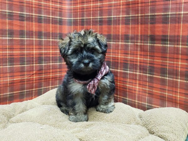 Shorkie DOG Male brdl 6100 Petland San Antonio, TX