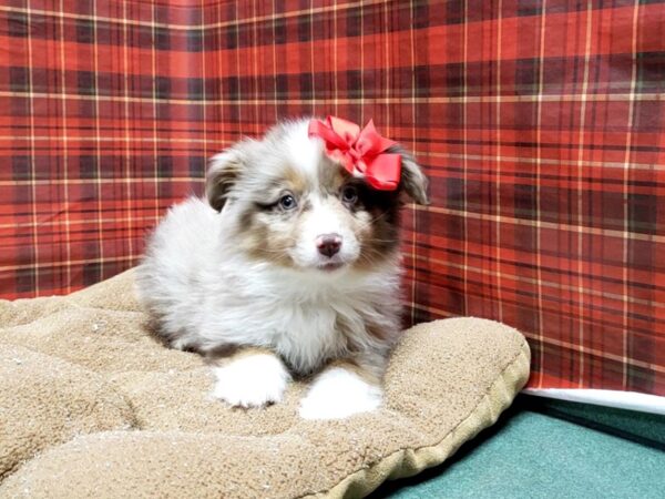 Miniature Australian Shepherd DOG Female rd mrl, wh mkgs tan pts 6101 Petland San Antonio, TX